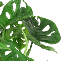 Plante à trous Monstera 'Monkey Leaf' incl. pot à fleurs et pot ornemental