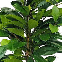 Figuier africain Ficus yathistipula XL