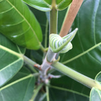 Figuier des banians Ficus benghalensis 'Roy'