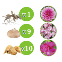 20x Bulbes de fleurs - Mélange 'The Pink Bag' rose