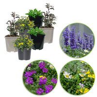 3x Plantes de jardin - Mélange 'Bee Friendly' bleu-violet-jaune