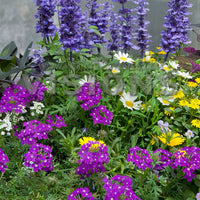 3x Plantes de jardin - Mélange 'Bee Friendly' bleu-violet-jaune