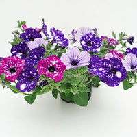3x Petunia - Mélange 'Sky Mix' violet-rose-bleu