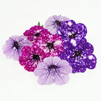 3x Petunia - Mélange 'Sky Mix' violet-rose-bleu