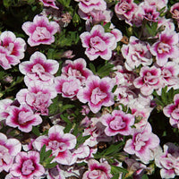 Mini pétunia Calibrachoa 'PinkTastic' rose-blanc