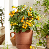 Tomate-cerise Lycopersicon 'Minibel' jaune