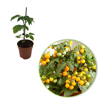 Tomate-cerise Lycopersicon 'Minibel' jaune