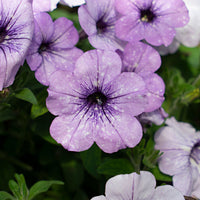 Petunia hybrida 'Lavender Sky' violet-blanc