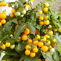 Tomate-cerise Lycopersicon 'Minibel' jaune