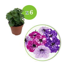 3x Petunia - Mélange 'Sky Mix' violet-rose-bleu