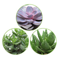 3x Succulente - Mélange 'Paros' incl. pot décoratif en terre cuite