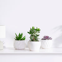 3x Succulente - Mélange 'Paros' incl. pot décoratif en terre cuite
