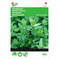 Menthe Crepue Mentha spicata 10 m² - Semences d’herbes