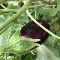 Aubergine Solanum 'Violetta Lunga' 10 m² - Semences de légumes