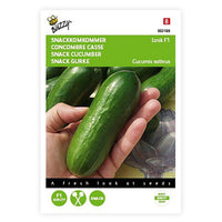 Concombre Cucumis 'Iznik' 3 m² - Semences de légumes