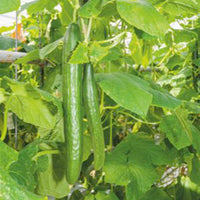 Concombre Cucumis 'Euphoria' 5 m² - Semences de légumes
