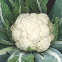 Chou-fleur Brassica 'Alpha' 20 m² - Semences de légumes