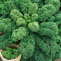 Chou frisé Brassica 'Westlandse Herfst' 40 m² - Semences de légumes