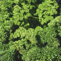 Persil frisé Petroselinum crispum 2,5 m² - Semences d’herbes