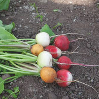 Radis Raphanus sativus 5 m² - Semences de légumes