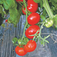 Tomate Solanum 'Saint Pierre' 20 m² - Semences de légumes