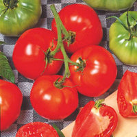 Tomate Solanum 'Saint Pierre' 20 m² - Semences de légumes