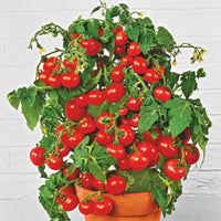 Tomate cerise Solanum 'Tiny Tim' 10 m² - Semences de légumes