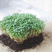 Cresson à grandes feuilles Lepidium sativum 6 m² - Semences d’herbes