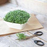 Cresson à grandes feuilles Lepidium sativum 6 m² - Semences d’herbes