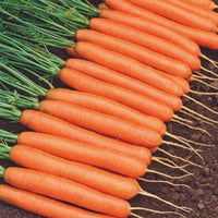 Carotte d'été Daucus 'Amsterdamse bak' 15 m² - Semences de légumes
