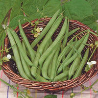 Haricot mange-tout Phaseolus 'Prelude' 2,5 m² - Semences de légumes