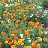 Pavot de Californie Eschscholzia californica 7 m² - Semences de fleurs Jaune-Orangé-Blanc