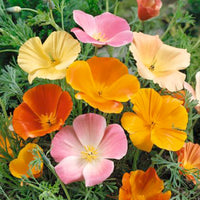 Pavot de Californie Eschscholzia californica 7 m² - Semences de fleurs Jaune-Orangé-Blanc