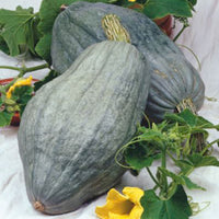 Courge Cucurbita 'Large Blue Hubbard' gris 6 m² - Semences de légumes