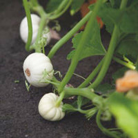 Courge Cucurbita 'Baby Boo' blanc 3 m² - Semences de légumes