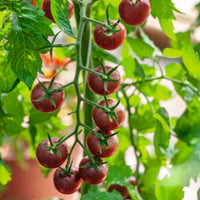 Tomate cerise Solanum 'Black Cherry' noir 3 m² - Semences de légumes