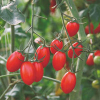 Tomate Solanum 'Ravello F1' 2 m² - Semences de légumes