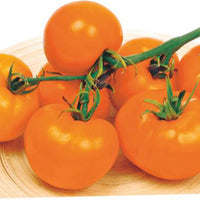 Tomate Solanum 'Arancia' jaune 2 m² - Semences de légumes