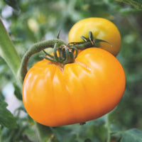 Tomate charnue Solanum 'Grappa Gialla' jaune 2 m² - Semences de légumes