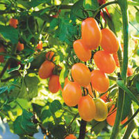 Tomate Solanum 'Dolly F1' jaune 2 m² - Semences de légumes