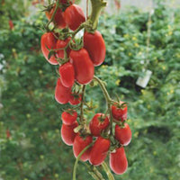 Tomate Solanum 'Super Roma' rouge 2 m² - Semences de légumes