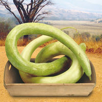 Courge Lagenaria 'Cucuzi Italian Snake' vert 6 m² - Semences de légumes
