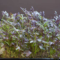 Moutarde Brassica 'Red Frills' - Semences d’herbes