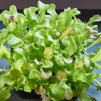 Salade Lactuca sativa - Mélange - Semences de légumes