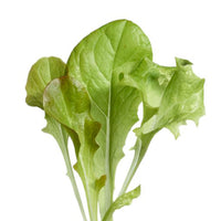 Salade Lactuca sativa - Mélange - Semences de légumes