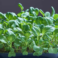 Tatsoi Brassica narinosa - Semences de légumes