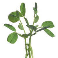Petit pois Pisum sativum - Semences de légumes