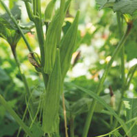 Gombo Abelmoschus 'Clemson Spineless' 15 m² - Semences de légumes