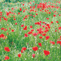 Pavot rhoeas rouge 2 m² - Semences de fleurs