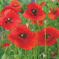 Pavot rhoeas rouge 2 m² - Semences de fleurs